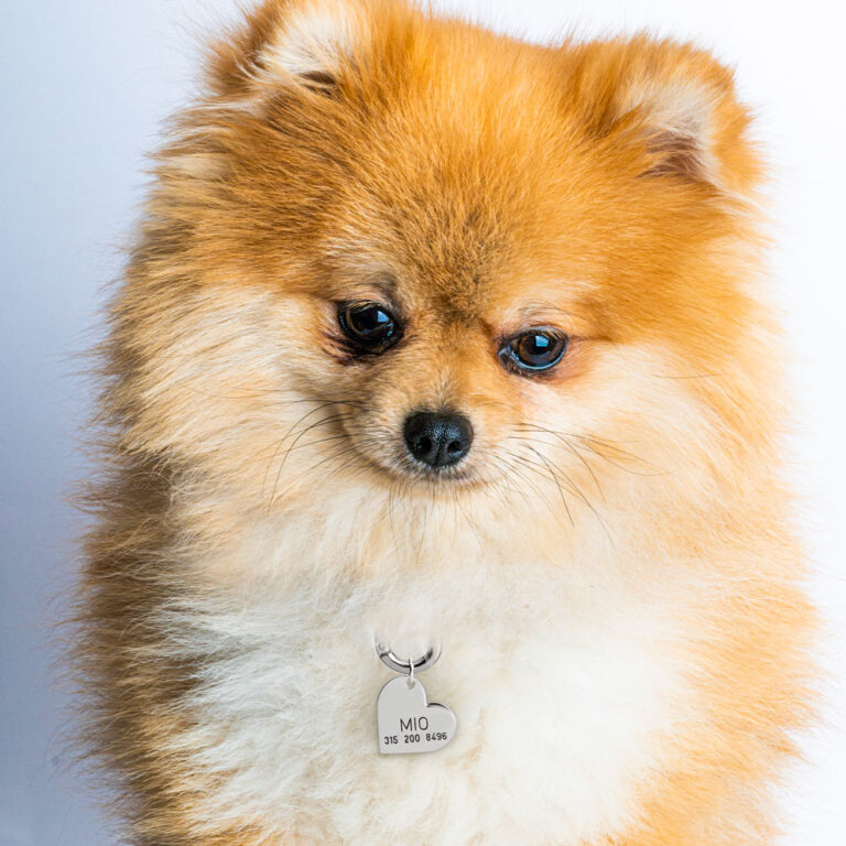Cat or Dog Heart Name Tag With Phone Number Contact